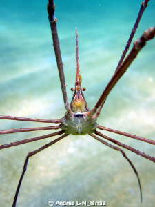 CONEHEAD /Arrow crab by Andres L-M_larraz 